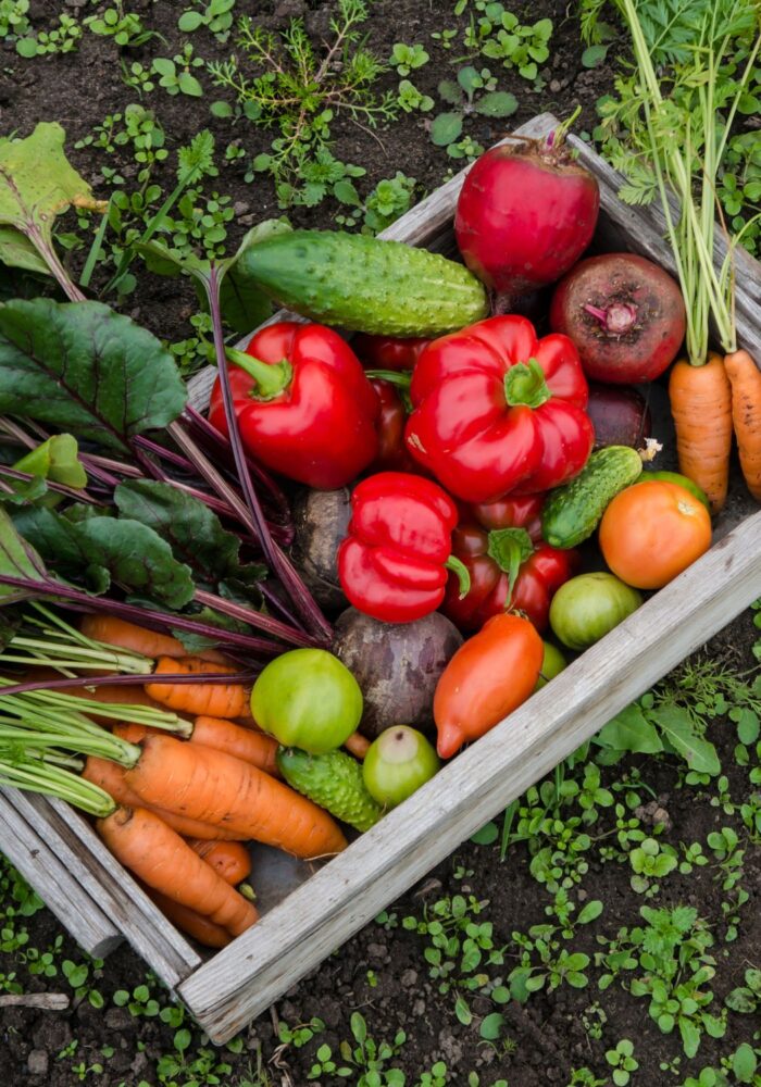 Community gardens to visit in the North East