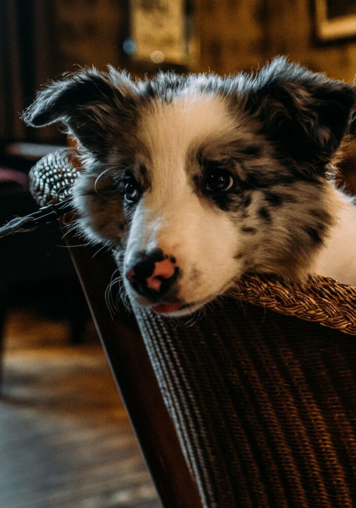 Our pawfect pick of dog-friendly hotels: Lancashire Edition