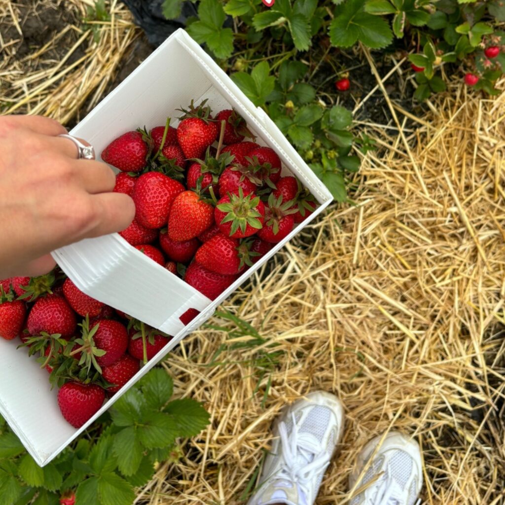 Strawberry picking afternoon at Brockbushes Farm