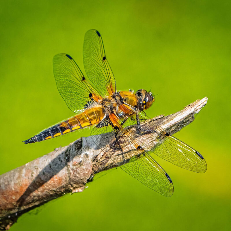 An orange dragonfly perches on a branch against green foliage.